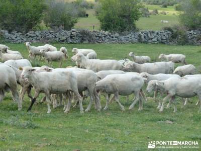 El pinar del Puerto de Navafría;a tu aire senderismo;tiendas de montaña en madrid
